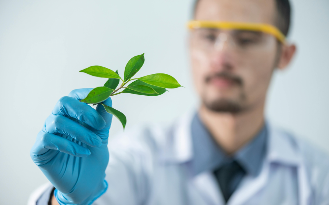 Scientist in lab holding a small piece of plant.